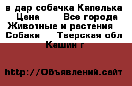 в дар собачка Капелька › Цена ­ 1 - Все города Животные и растения » Собаки   . Тверская обл.,Кашин г.